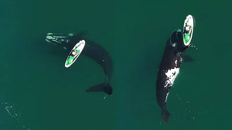 شاهد.. حوت ضخم يدفع لوح تجديف لفتاة للعب معها