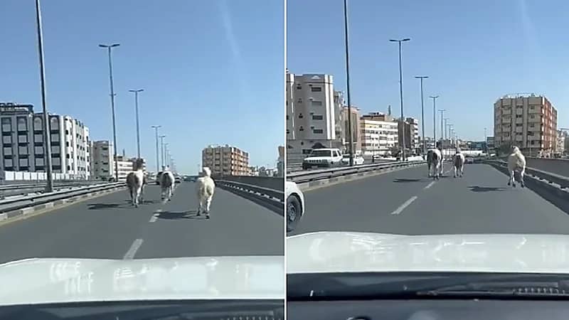 خيول تركض فوق كوبري بالطائف.. فيديو