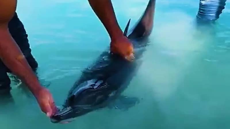 بالفيديو.. إنقاذ دلفينًا جنح إلى المياه الضحلة في شاطئ الرايس