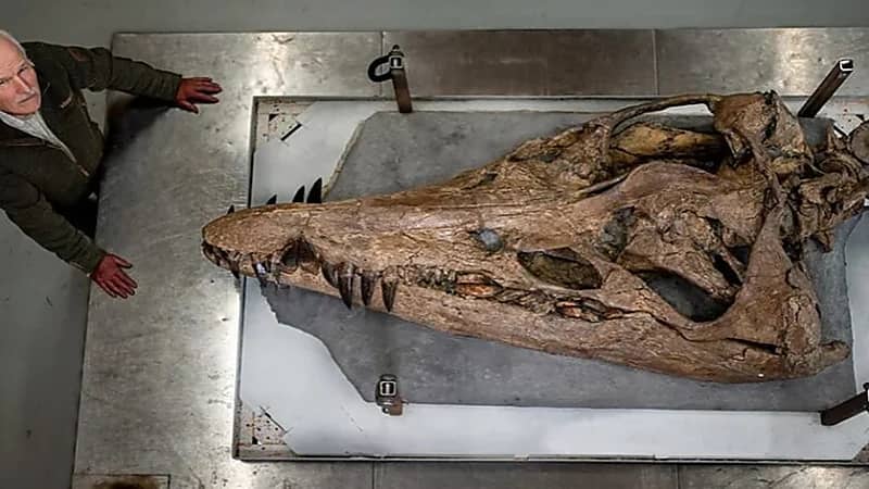 العثور على جمجمة وحش بحري تتكون من 33 سناً