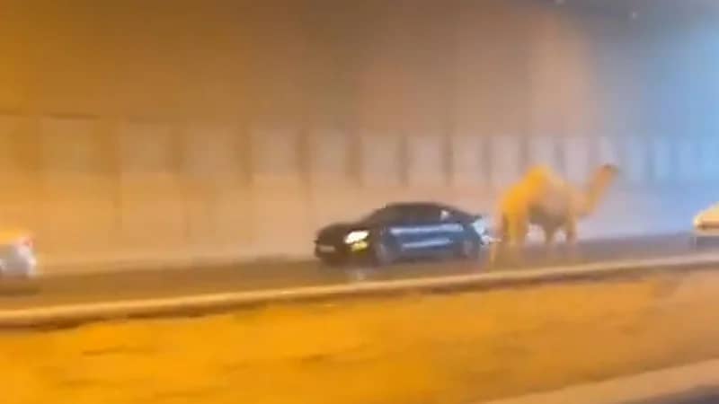 بالفيديو.. هروب بعير من صاحبه على طريق خريص بالرياض