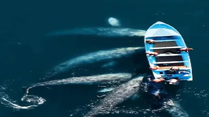 بالفيديو.. حيتان تحاصر قارب صغير