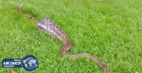 بالفيديو.. أفعى ضخمة تبتلع كنغراً صغيراً