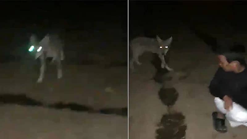 شاهد.. مواطن يوثق تجول ذئب داخل مزرعته في الطائف