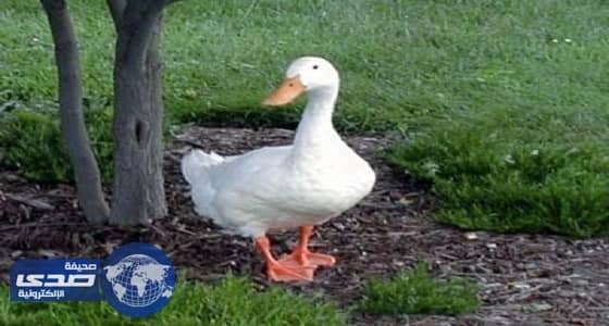 بطة تغلق طريق سريع في ألمانيا