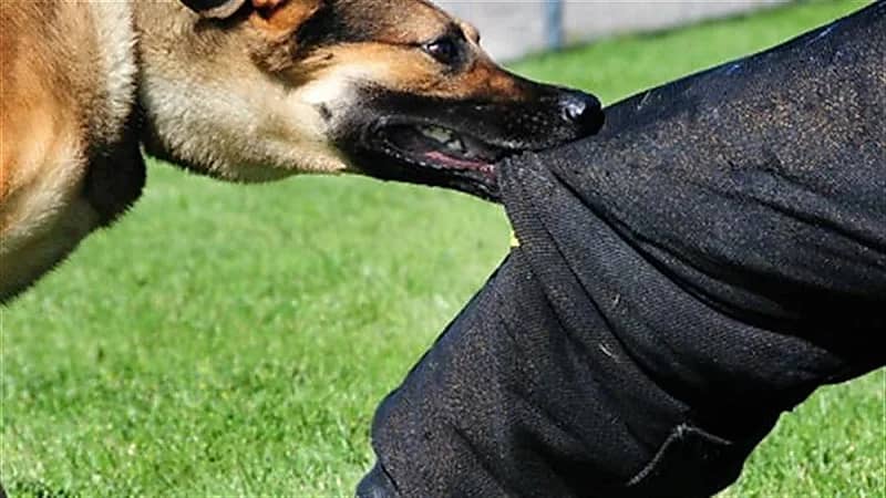 "عضة كلب" تتسبب في توقيف زوج مذيعة شهيرة