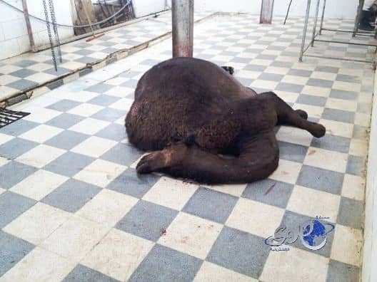 الرئيس الإندونيسي: العمل العسكري وحده ليس كافيا لهزيمة الإرهاب