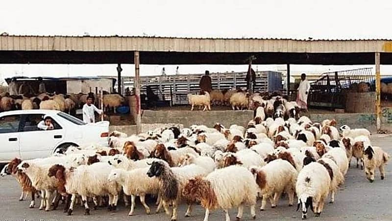 'الزراعة" تؤكد عدم فرض رسوم على دخول الماشية لأسواق الأغنام