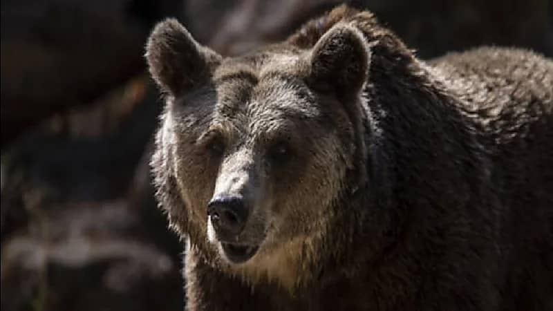 شاهد.. أم تتجرد من مشاعرها وترمي طفلها في حظيرة الدببة