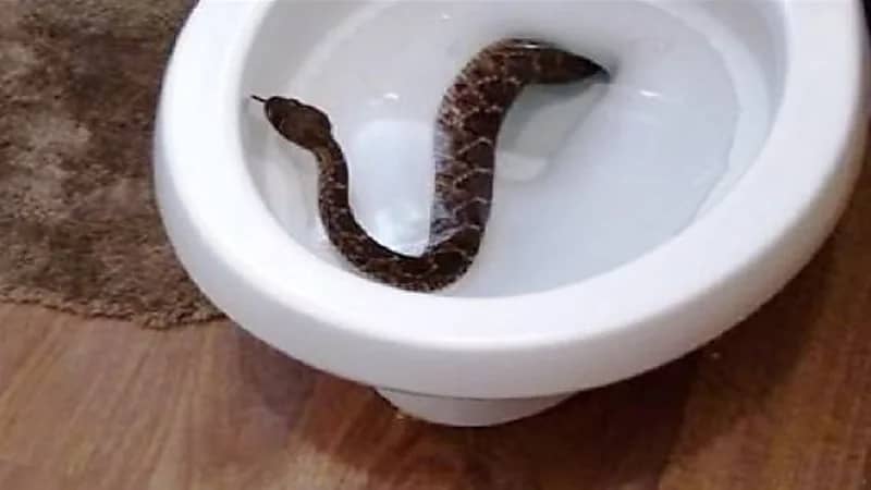 ثعبان كوبرا يلدغ امرأة أثناء جلوسها على المرحاض