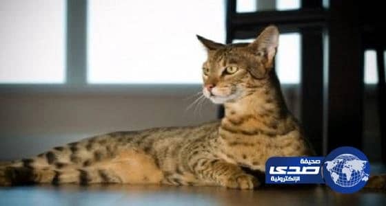 بالصور.. أغلى 5 حيوانات في العالم