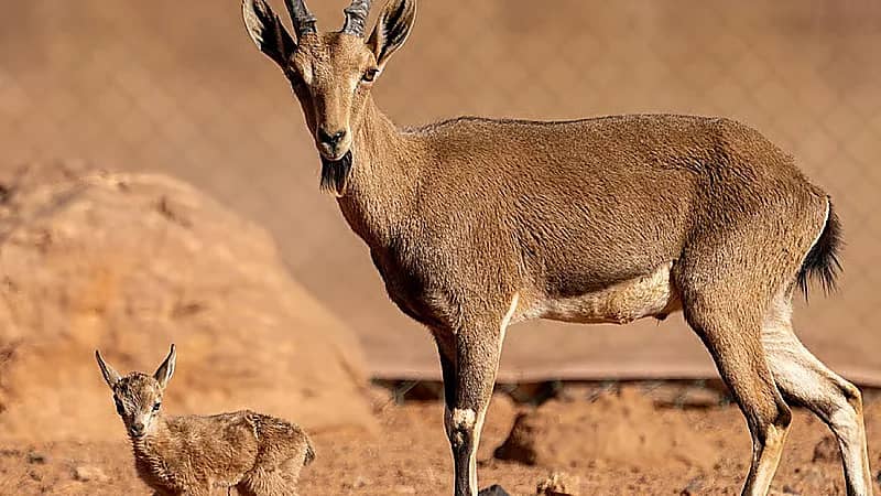 هيئة تطوير محمية الملك سلمان توثق مشاهد نادرة للتنوع الأحيائي بالمحمية
