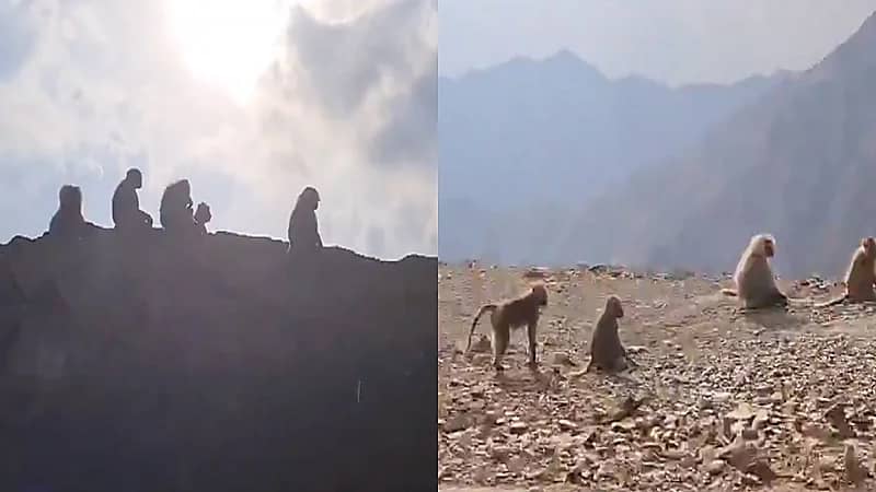 بالفيديو.. قرود طريق السودة تفاجئ السفير الفرنسي