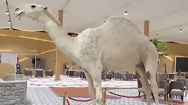 الكشف عن قصة "خزامة" الناقة التي وصل سعرها إلى 8 ملايين دولار (فيديو)