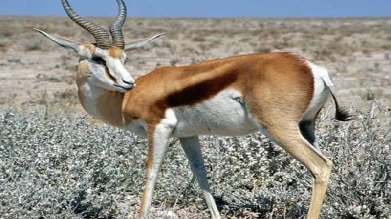 حيوانات انقرضت تمامًا من المملكة