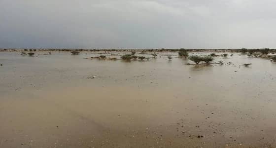 سيول مركز الغريف تجرف ٤٠٠ نخلة وتقطع الكهرباء