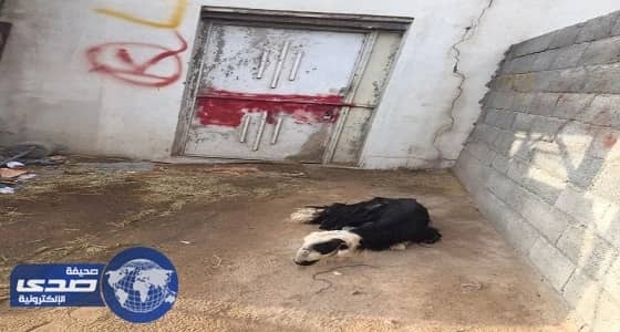 ⁠⁠⁠⁠⁠أغنام هزيلة تغلق ملحمة في نجران