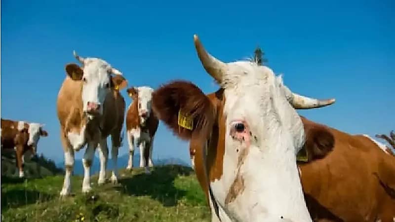 مصرع مُسن وإصابة زوجته إثر هجوم قطيع من الأبقار