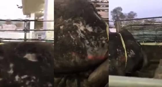 توجيه عاجل من أمير مكة بالتحقيق في فيديو الإبل المريضة