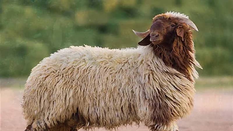 خروف يقتل راعي أغنام بـ " نطحة "