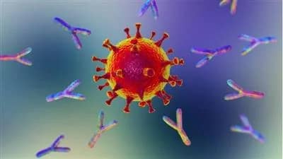 أجسام مضادة لكورونا وراء الإصابة الحادة بالفيروس