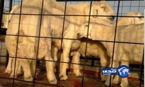 شاهد.. طبيب : الشعيرية سريعة التحضير تصيب الأطفال بالتوحد