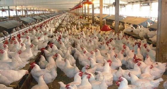 مدير الثروة الحيوانية يطمئن مربي الطيور: لا خوف منها واتبعوا الإرشادات