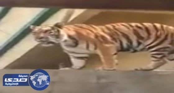 بالفيديو.. لحظات الرعب التي عاشتها أسرة على سور منزلها نمر