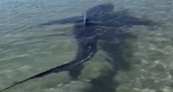 بالفيديو.. قرش ضخم يثير ذعر مصطافين داخل منتجع