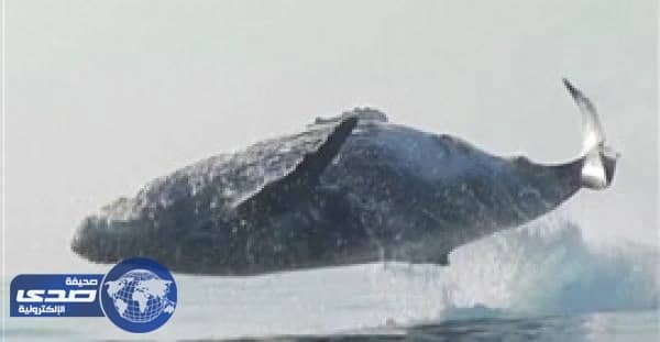 بالفيديو .. حوت أحدب يقفز بالكامل خارج المياه