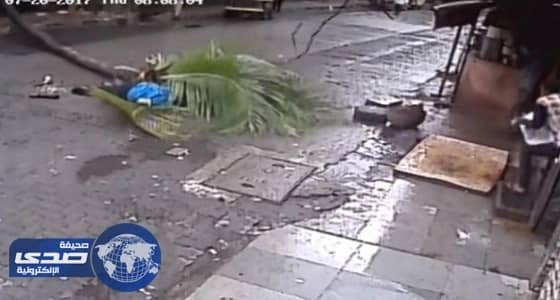 بالفيديو.. نخلة تنهي حياة مذيعة هندية أثناء سيرها في الشارع