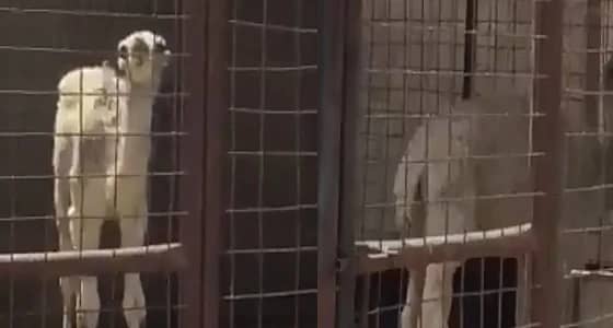 بالفيديو.. ملحمة بنجران تبيع لحم " قعدان " مريضة ومطالبات بتكثيف الرقابة