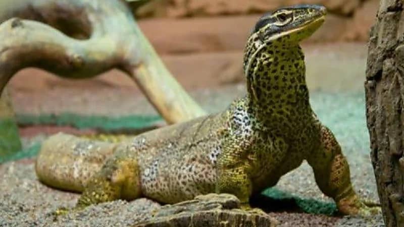 فتاة تفاجأ بحيوان مخيف يقتحم منزلها