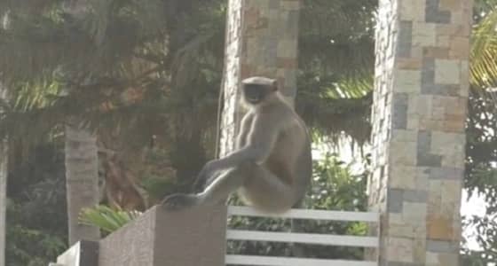 بالفيديو.. قرود تسيطر على قرية وتحرم سكانها من الخروج