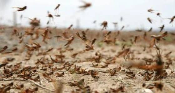 إنشاء مركز وطني لمكافحة الجراد بتكلفة 15 مليون ريال