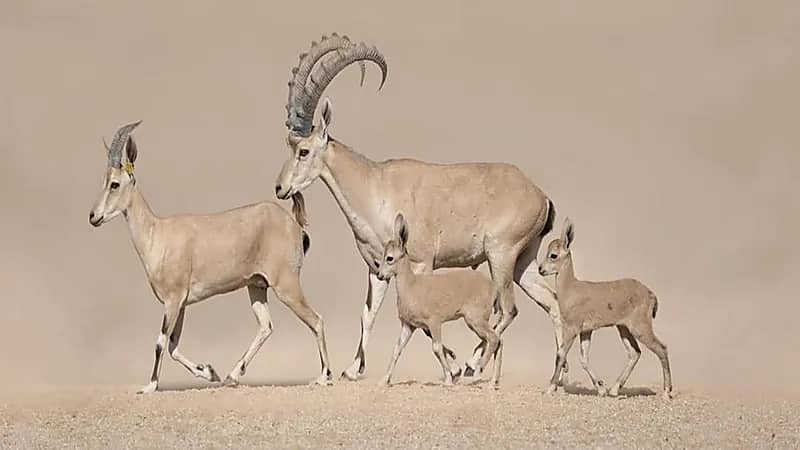 محمية الأمير محمد بن سلمان الملكية تحتفي بولادة أول وعلين نوبيين.. صور