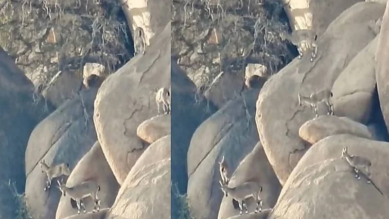 الحياة الفطرية يرصد قطيعا من الوعول في أحد الجبال .. فيديو