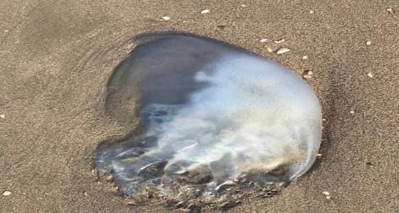 بالصور.. قناديل البحر تهاجم شواطئ بيش وتثير مخاوف مرتاديه