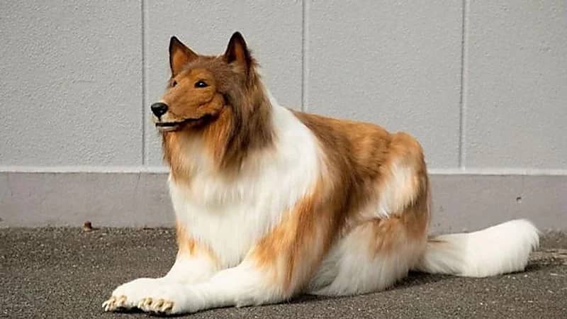 يابانيون ينفقون أموالاً باهظة ليتحولون إلى حيوانات