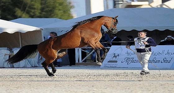 المملكة تستعيد 100 رأس من الخيول المهربة لأمريكا