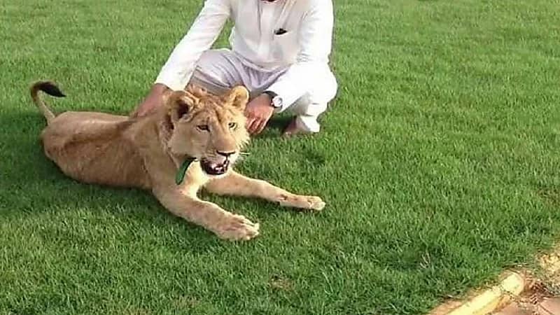 حقيقة صرف تعويضات لمن يسلم ما لديه من حيوانات مفترسة