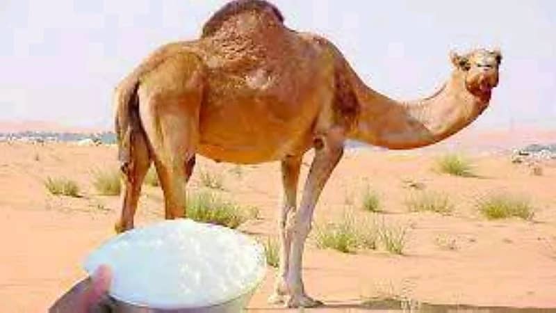 باحثة تكشف قصة علاج ابنها من التوحد بحليب الإبل