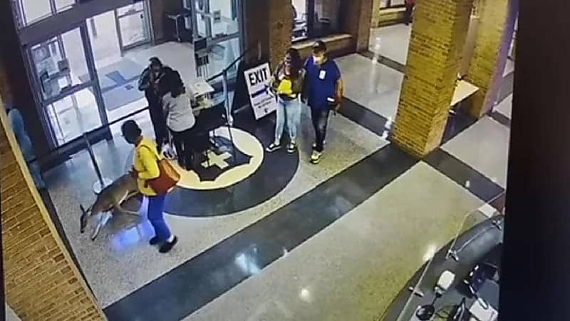 بالفيديو..غزال يقتحم مستشفى ويفاجئ المرضى