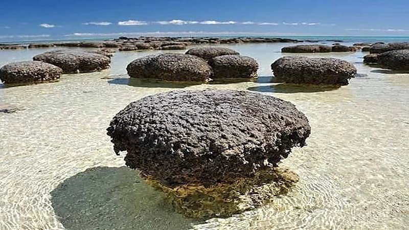 جيولوجي ينفي نشأة الحياة على أراضي المملكة قبل 3.48 مليار سنة