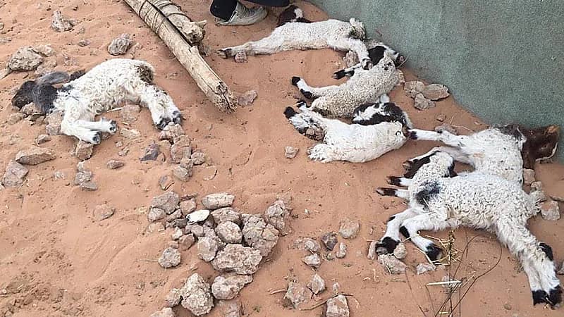 الحصيني: موجة برد 10 في شتاء هذا العام متوقعة من شبه قوية لـ قوية