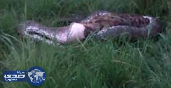 بالفيديو.. ثٌعبان يلتهم ضبع داخل محمية طبيعية