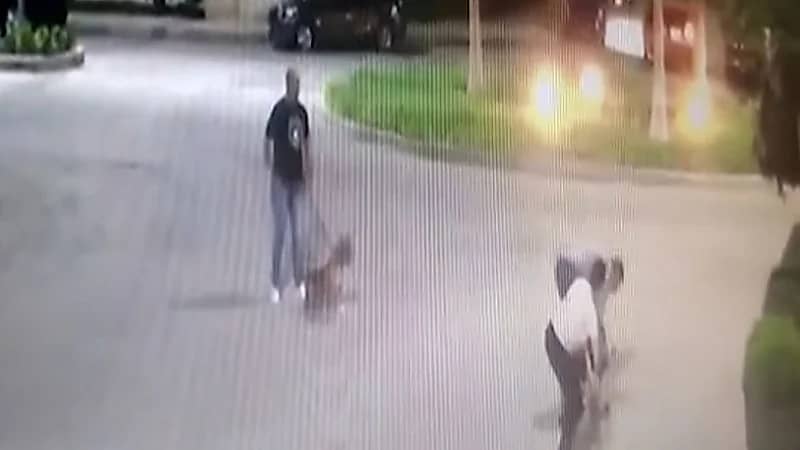 بالفيديو.. هجوم كلب على فنانة مشهورة