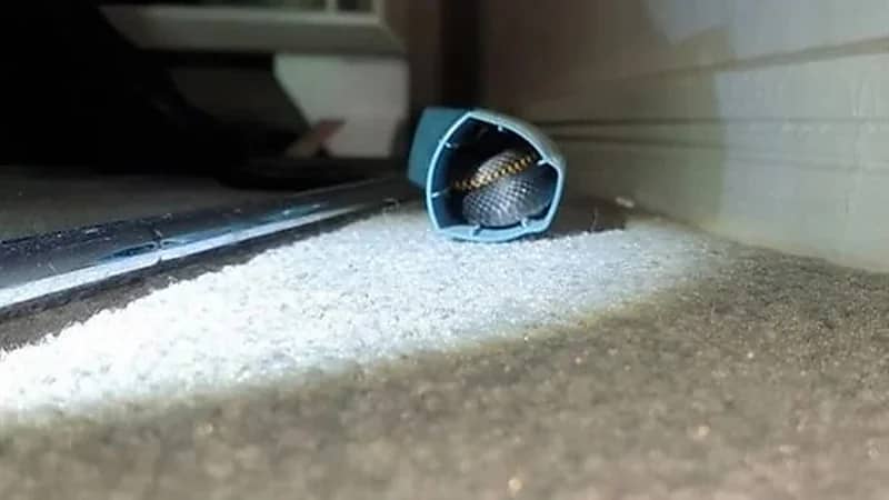 فتاة تتفاجأ بثعبان سام مختبئ داخل جهاز الاستنشاق الخاص بها 