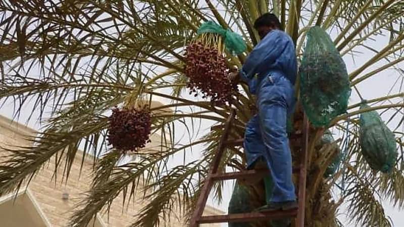 المرزم يبدأ غدًا: طباخ التمر يعلن ذروة الحر وبداية وفرة الرطب