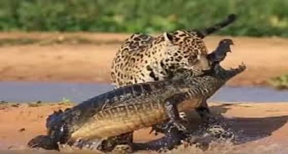 بالفيديو.. نمر يفترس تمساح ضخم داخل النهر